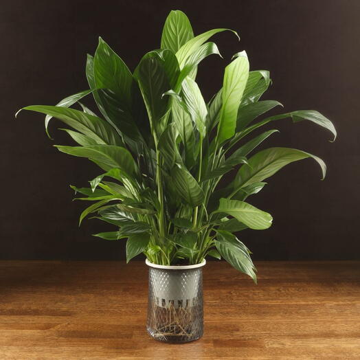 LuxuryPlants