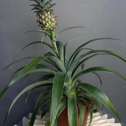 MisunFlora