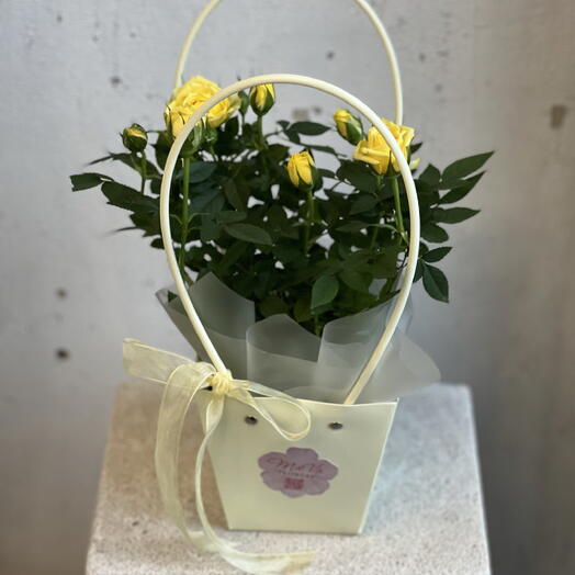 MaVa Flowers