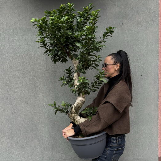 Botanee by