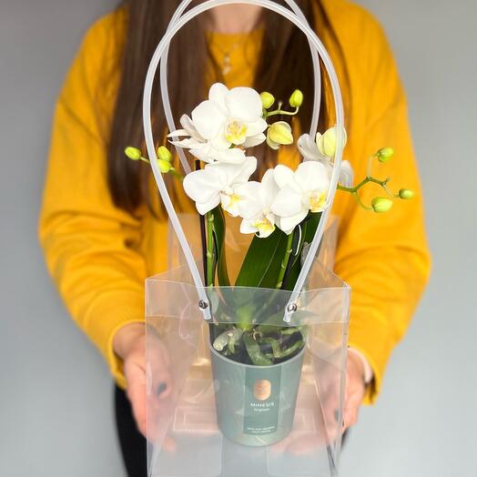 Орхидея в горшке Фаленопсис, Живые растения в Москве, купить по цене ...