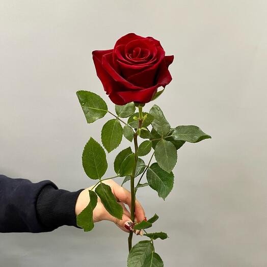 Red Rose