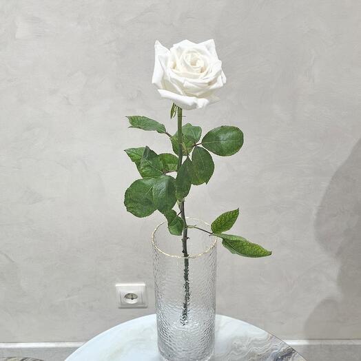 Rose "white"70 cm (Ecuador) (Premium)
