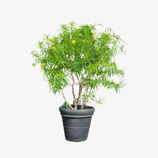 Thevetia Peruviana Plant- Plastic Pot