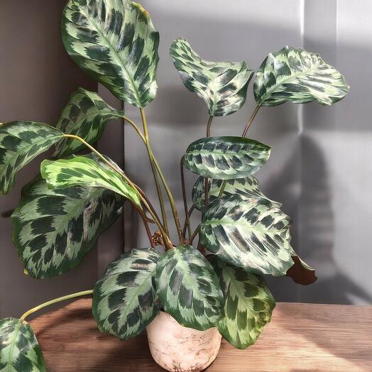 Calathea