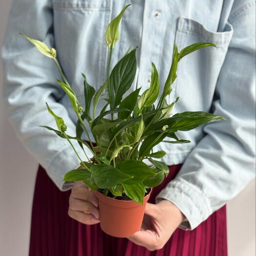 Спатифиллум 9/30