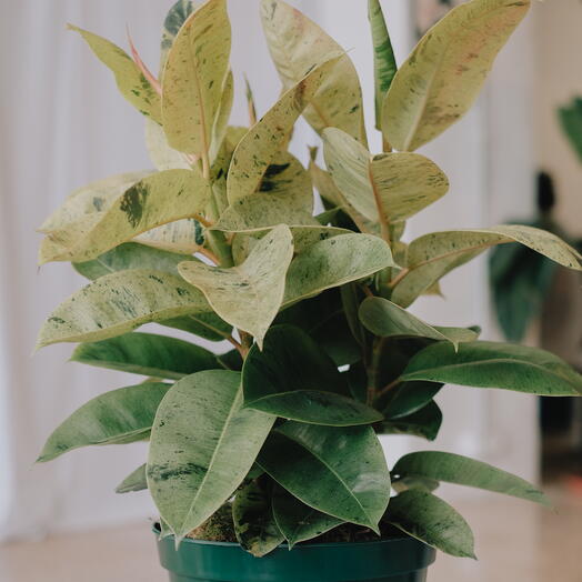 Ficus Shivereana