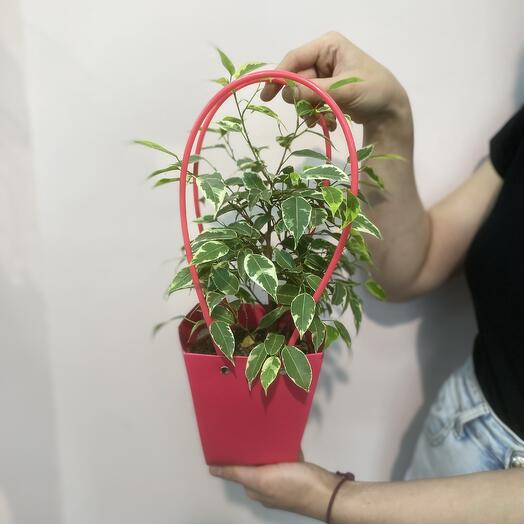 Комнатное растение Фикус