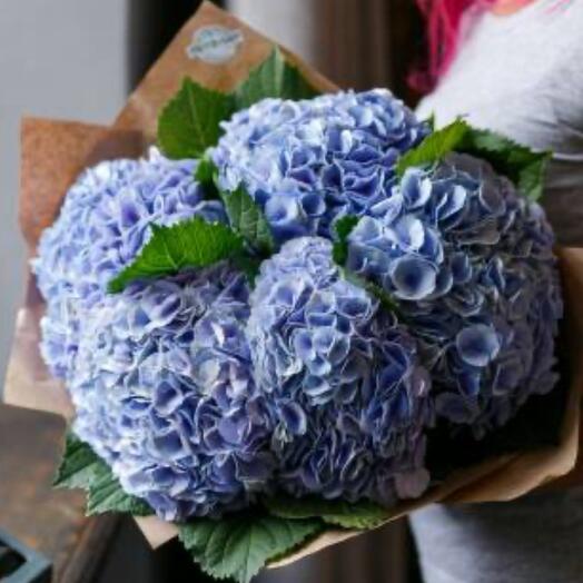 Букет голубая гортензия