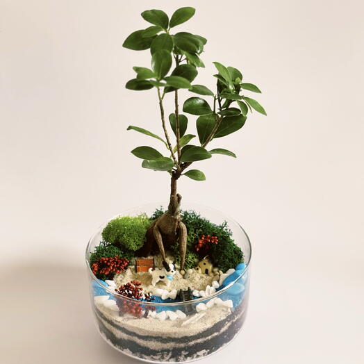 Plan Plants