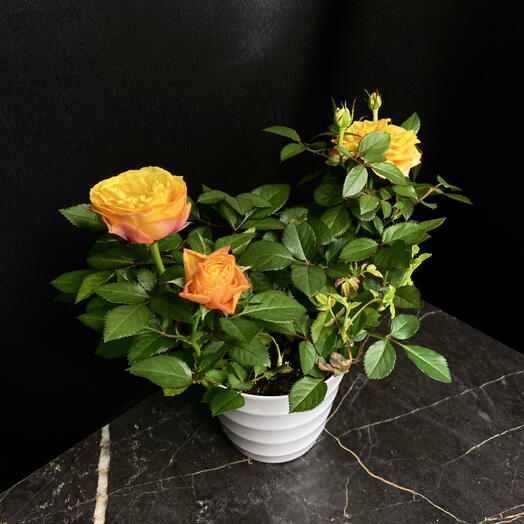 Flower Mafia