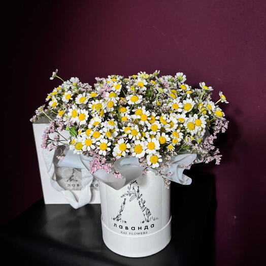 48LAVANDA