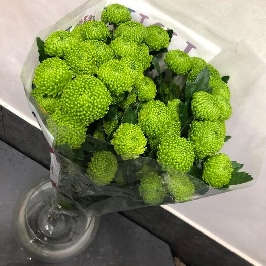 Хризантема Filin Green