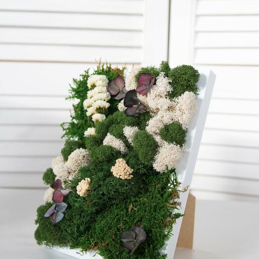 Фитокартина "Butterfly", Live Plants Yekaterinburg, buy at a price of