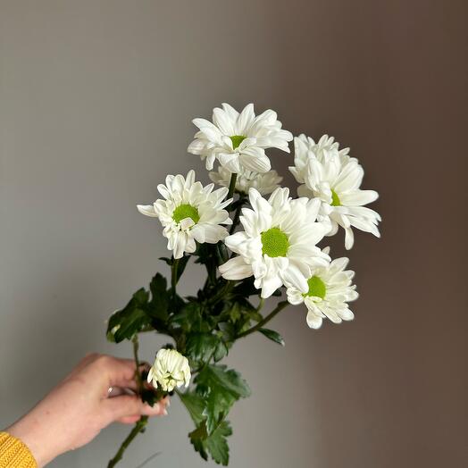 Хризантема белая (ромашки)