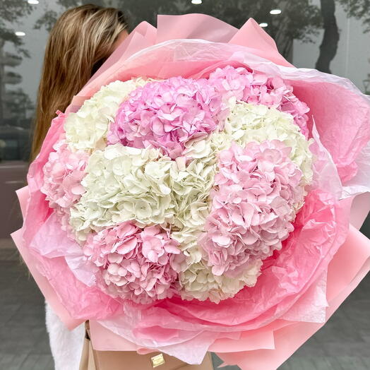 Hortensia pink white