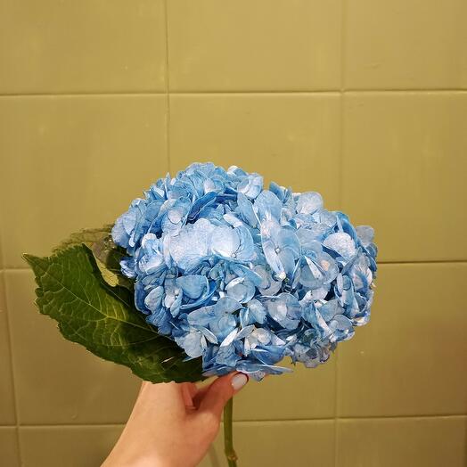Blue hydrangea