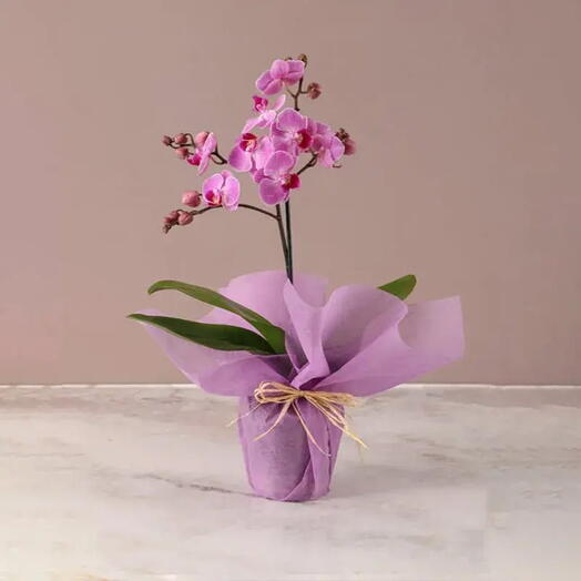 Mini Elegance: Purple Orchid in Pink Wrapping | Mini Phalaenopsis Orchid Plant