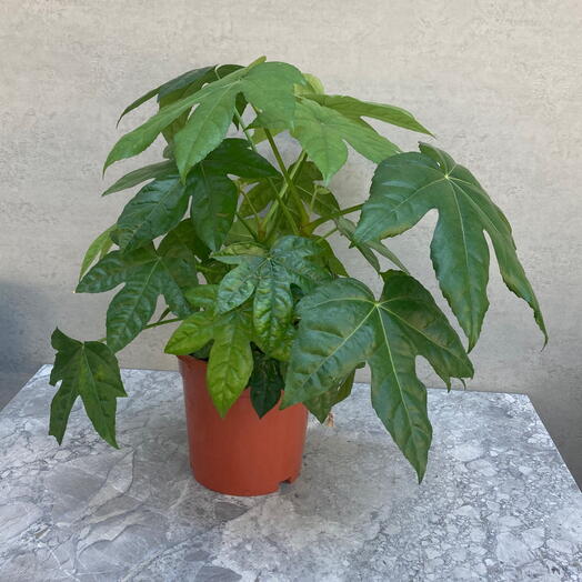 Fatsia Japonica - japon çınarı hasır saksı ile