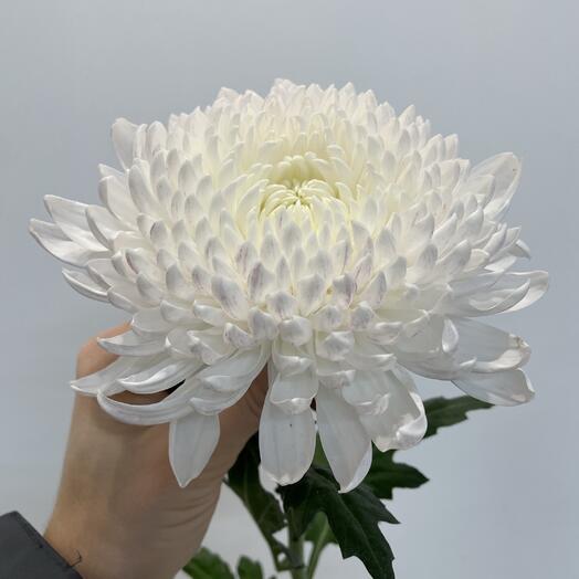 Одноголовая местная хризантема, Даниэль