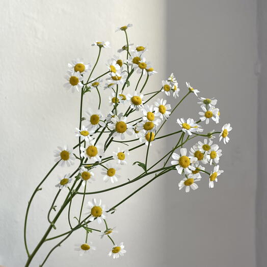 Floristeria