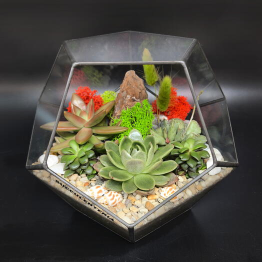 Succulenteria Oktyabrskoe pole