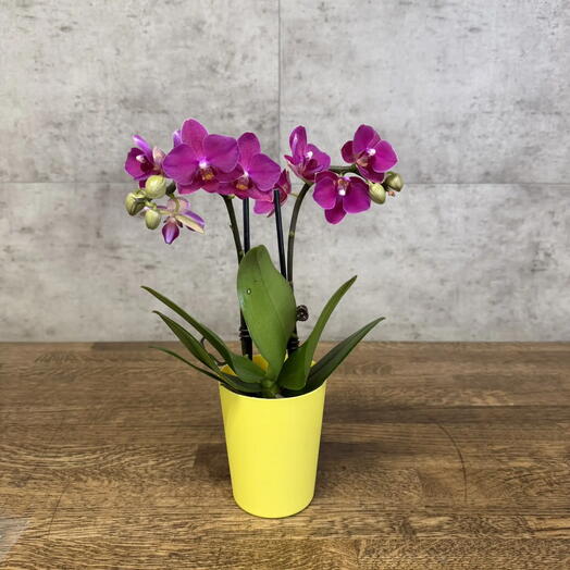 LuxuryPlants