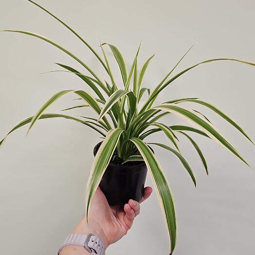 Petale Flowers