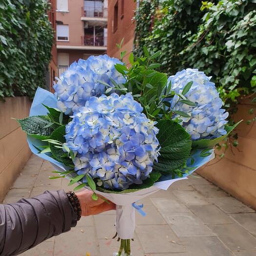 Bouquet of hortensias / hydrangeas