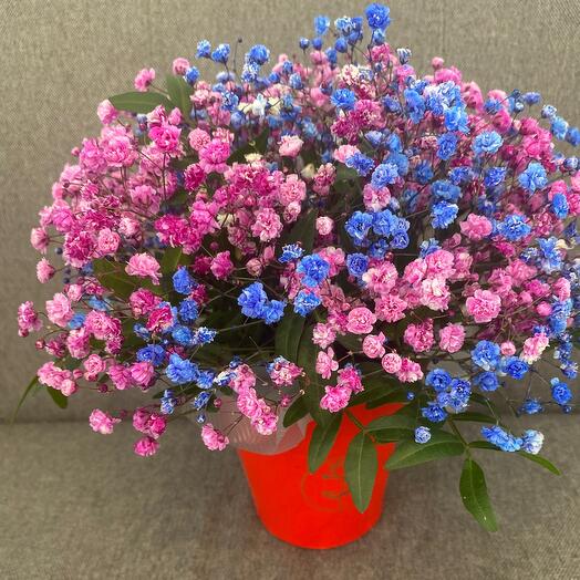 Composition of gypsophila