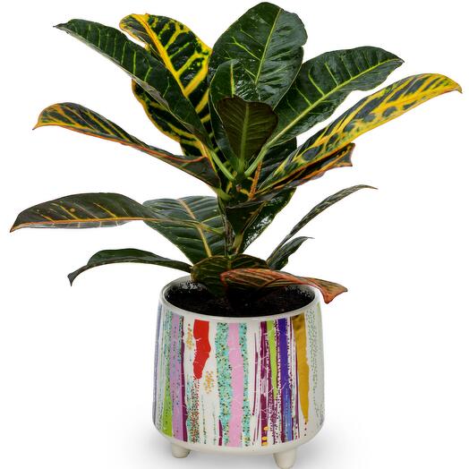 Garden Croton-designer ceramic pot