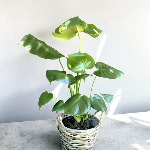 MONSTERA Deliciosa