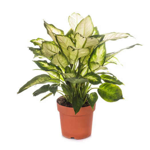 Dieffenbachia Camilla – Camellia – Dumb Cane Plant