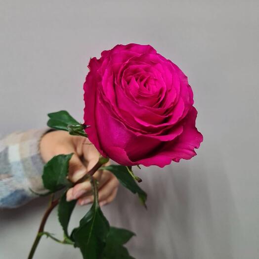 Роза Эквадор 80 см