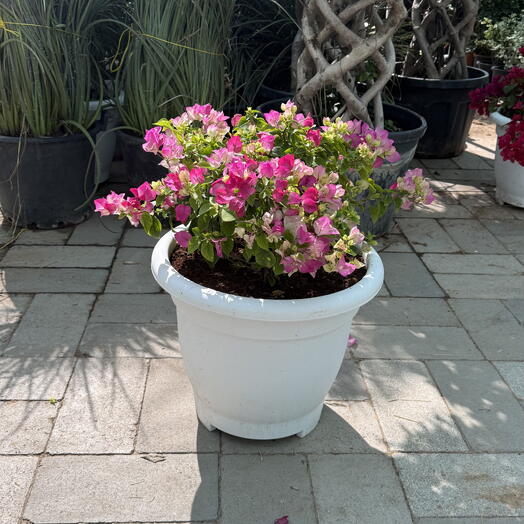 Bougainvillea Mix Colors