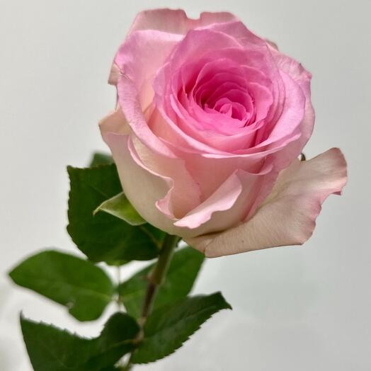Lepestok.Flowers