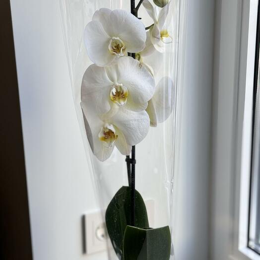 SarFlora na Ust-Kurdyumskoy