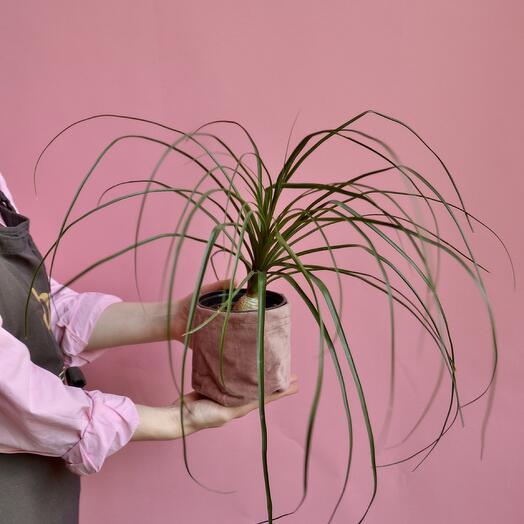 Комнатное растение Нолина