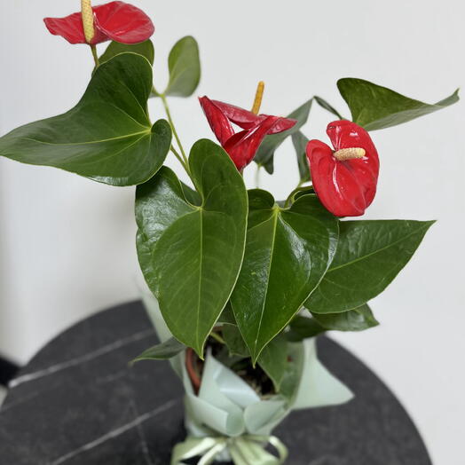 Vesna Flowers