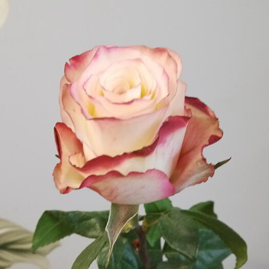 мои цветы