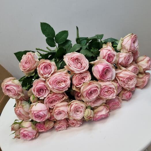 Bush rose💞