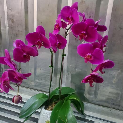 Purple orchid