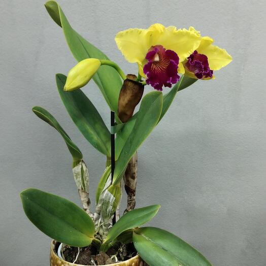 Orquidea Cattleya Columbiana