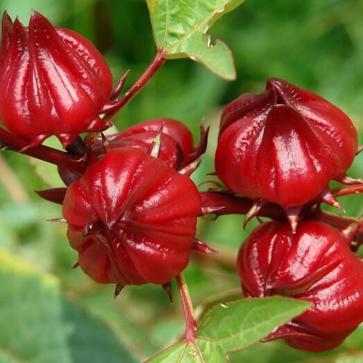 Roselle Seeds - Rozelle - Hibiscus Sabdariffa Seeds - 50 Seeds (UK Seller)