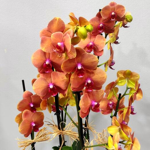 Iç mekan bitkisi saksıda 6 dal ateş kırmızısı orkide