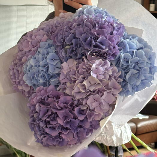 Hortensia violet mix 7 big stems