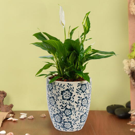 Peace Lilly Or Spathiphyllum in Premium Pot