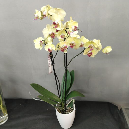 Orquidea Phalaenopsis 2 varas