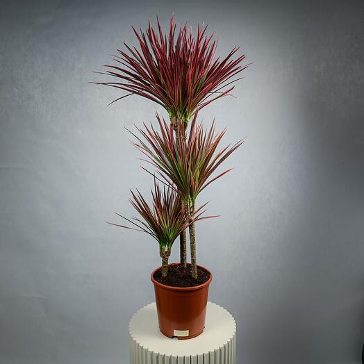 Dracaena marginata - 5507