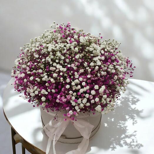 Gypsophila in the gift-box